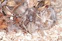 Phryganoporus_canididus_D3614_Z_84_Hamelin pool_Australie